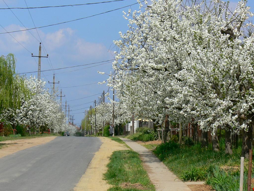 Elo Tisza Vendeghaz Otel Nagykoru Dış mekan fotoğraf