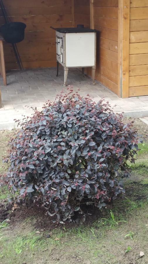 Elo Tisza Vendeghaz Otel Nagykoru Dış mekan fotoğraf